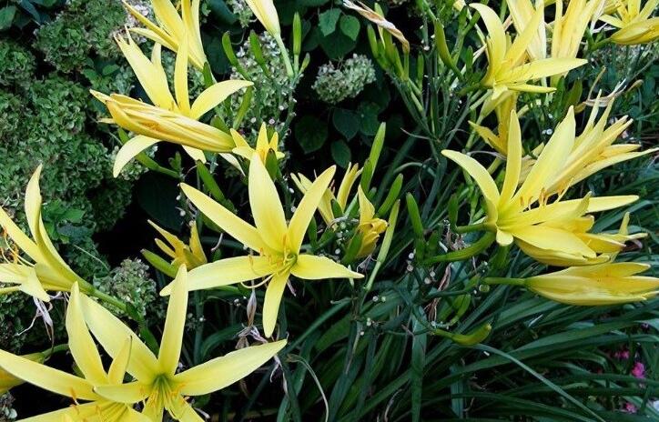 黄花菜